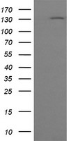FMR1 Antibody