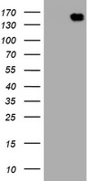 FMR1 Antibody