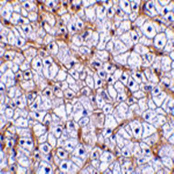 Fn14 Antibody