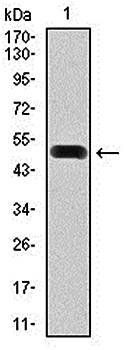 FN1 Antibody