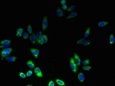 FNDC3B Antibody