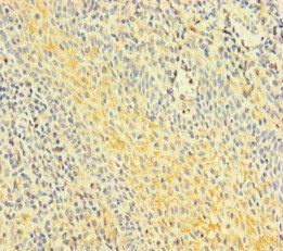 FNIP1 Antibody