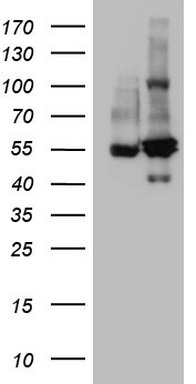 FOLR2 Antibody