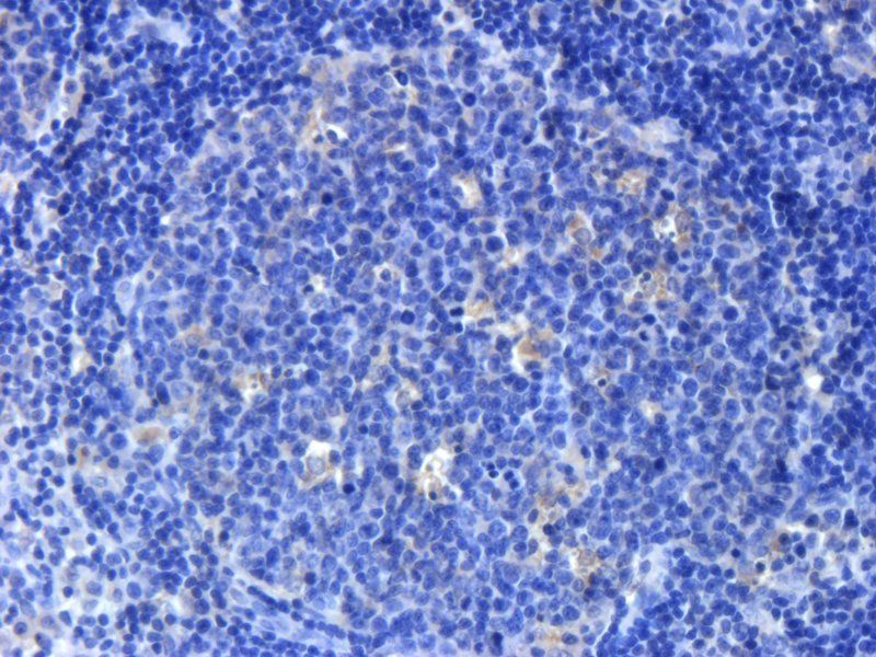 FOLR2 antibody