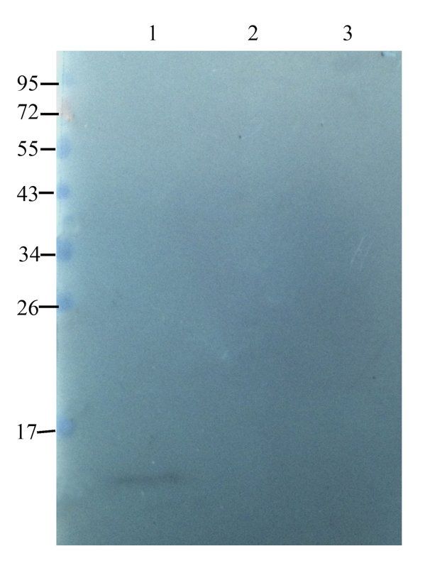 FOLR2 antibody