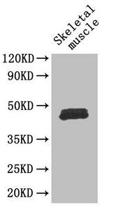 FOXP3 Antibody