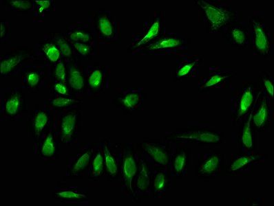 HIST1H1C Antibody