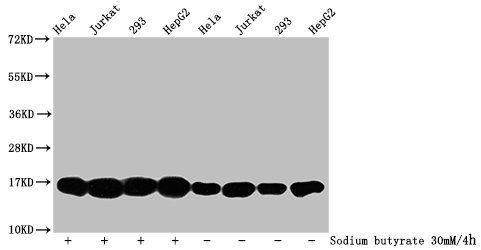 Formyl-HIST1H3A (K122) Antibody