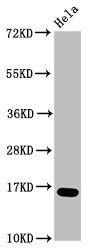 Formyl-HIST1H3A (K23) Antibody