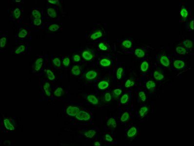 HIST1H4A Antibody