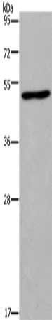 FOS Antibody