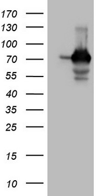 FOSB Antibody