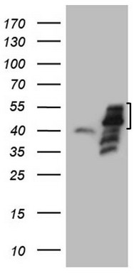 FOSB Antibody