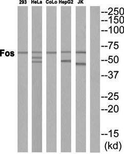 Fos Antibody