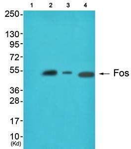 Fos Antibody