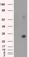 FOXA1 Antibody