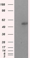 FOXA1 Antibody