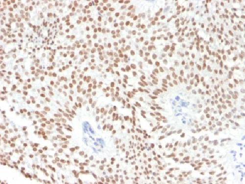 FOXA1 / HNF3A Antibody