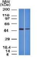 FOXA1 / HNF3A Antibody