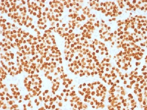 FOXA1 / HNF3A Antibody