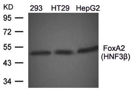 FoxA2(HNF3β) Antibody