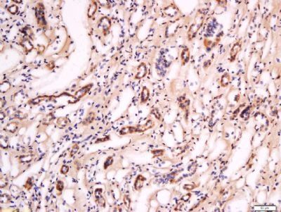 FOXD1 Rabbit Polyclonal Antibody
