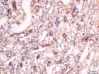 FOXD1 antibody