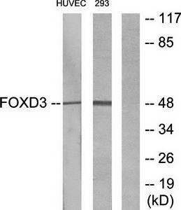 FOXD3 Antibody