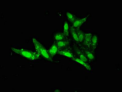 FOXE1 Antibody