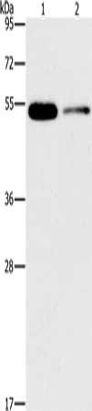 FOXF2 Antibody