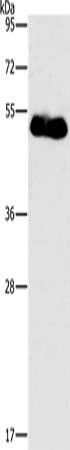 FOXF2 Antibody