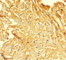 FOXG1 antibody