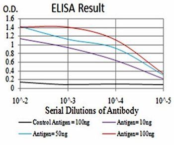 FOXM1 Antibody