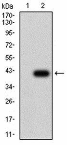 FOXM1 Antibody