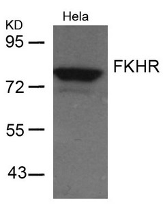 FOXO1 (Ab-256) antibody