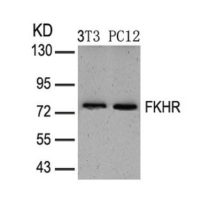 FOXO1 Antibody