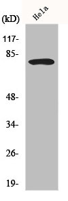 FOXO1 Antibody