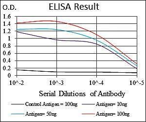 FOXO1 Antibody