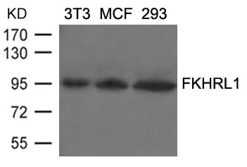 FOXO3 Antibody