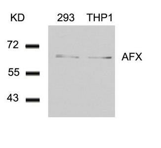 FOXO4 (Ab-197) antibody