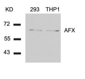 FOXO4 (Ab-197) Antibody