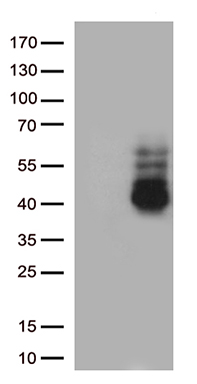 FOXO4 Antibody