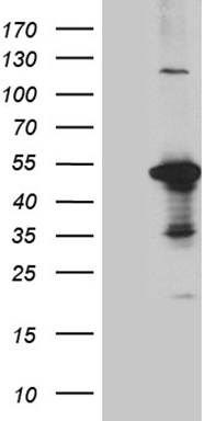 FOXO4 Antibody