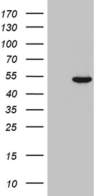 FOXO4 Antibody