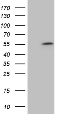 FOXO4 Antibody