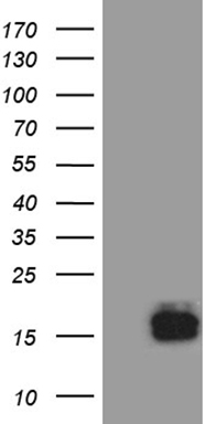 FOXO4 Antibody