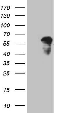 FOXO4 Antibody