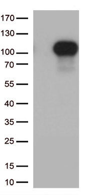 FOXO4 Antibody