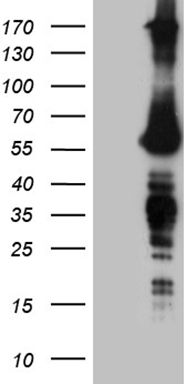 FOXO4 Antibody