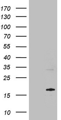 FOXO4 Antibody